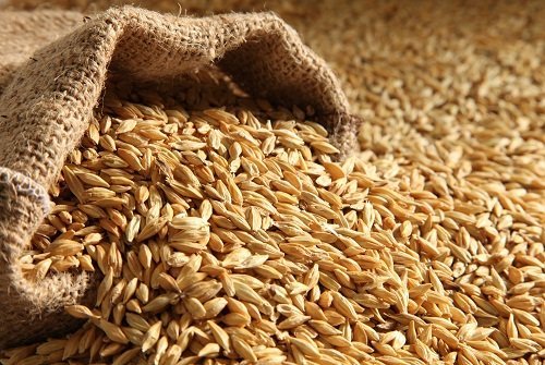 BARLEY 017