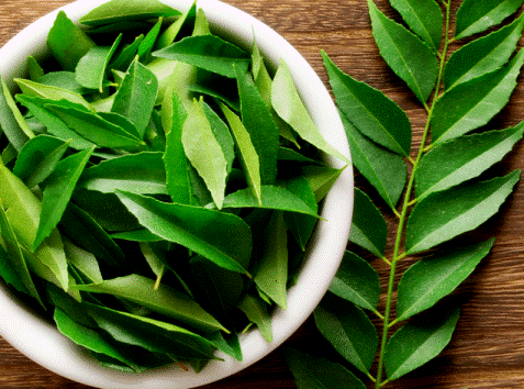 CURRY LEAVES 026