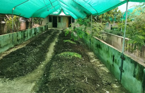 Organic Compost